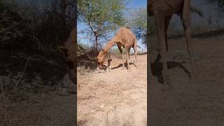 ولادة الجمل طفل الجمل الصغير قبل خمس دقائق#viral #shorts #animals