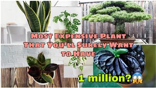 MOST EXPENSIVE PLANT IN THE PHILIPPINES & WORLD