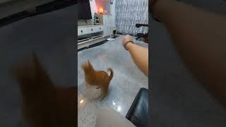 Hinamon ko so memeng mag exercise muna #lucky #cat #catlover