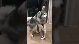 Biggest husky dog ever