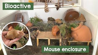 Bioactive mouse enclosure setup (See update video!)