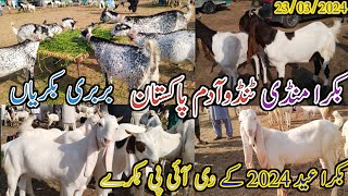 Bakra mandi tando Adam | Latest update today | All Goat breed | date 23/03/2024