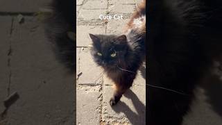 Adorable Cat Strolling on Liepaja Street | Cute Moments #shorts