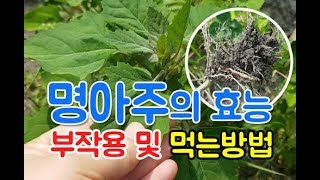 명아주 효능 부작용~명아주 먹는 방법 자세히 알아보세요!