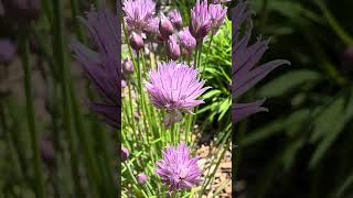 Amazing ISU Campus Walk (Mid-May): Flower Run