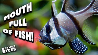 Baby Fish Face Danger! | The Secret Life of the Zoo | Nature Bites