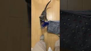 猫じゃらしで遊ぶ🐈