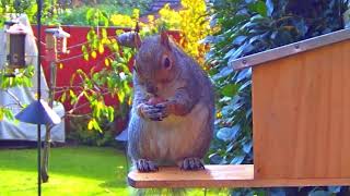 Animals vs Hazelnuts: Fox, Badger and Squirrel take on the nutty challenge!