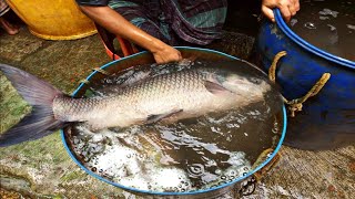 Amazing alive fish market | world biggest fish market | Slow motion market video | Big Fish video