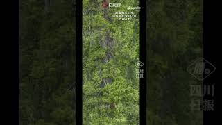 101,2 m e 99,5 m! Ecco il video di due alberi giganti in Xizang!