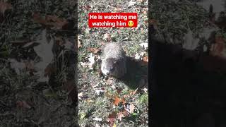 Gopher keeps watching me filming him #shorts #animals #gopher