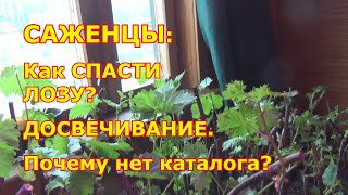 Саженцы: Спасаем сломанную лозу. Досвечивание. Почему нет каталога