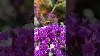 🐝 🐝Bee 🐝 on flower 🌼#ytshorts #short #flowers