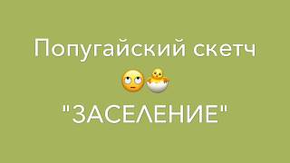 Подслушано у моих корелл / скетч. Заселение. 1 серия. \И сушёная трава на зиму для попугаев