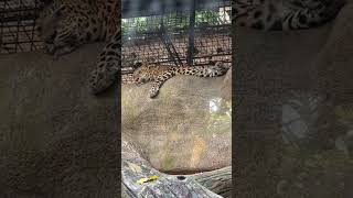 Jaguar 🐆