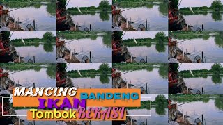 Mancing ikan bandeng Narik Sampai Pegel