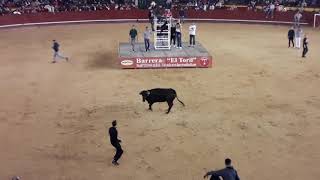 Vaca cuernos blancos ganaderia El Mijares .