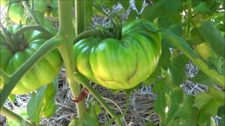 Full garden update including Thunder Mountain Longhorn peppers