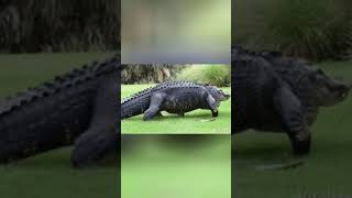 Comment Survivre À Une Attaque De Crocodile