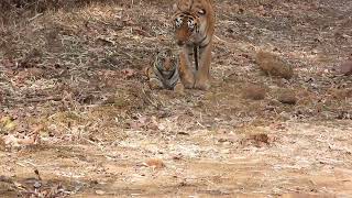 Tiger with her cub bonding with each other near the tourist jeep-Tadoba March 2023