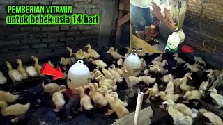 pemberian vitamin untuk bebek