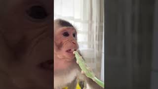 baby monkey Tim eats funny 🙈❤️#monyet #monkeyTim#babymonkey