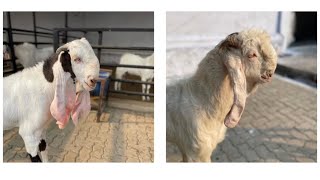 Hyderabadi & Hansa play time at Sanjari goat farms Mahapoli.