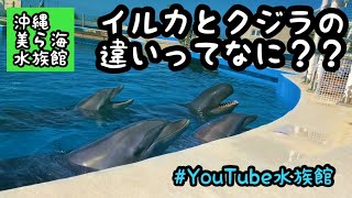 水族館にいるクジラ／沖縄美ら海水族館［YouTube水族館］