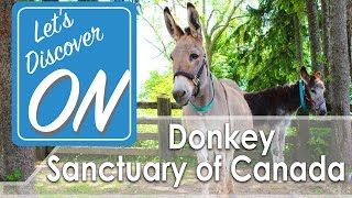 DONKEY SANCTUARY OF CANADA near Guelph, ON - Let's Discover ON