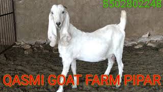 Sojat goats. Hedrabadi goats. Sojat farm