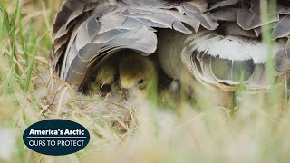 See the Magnificent Greater White-fronted Goose in America's Arctic