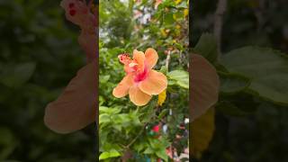 #nature #flower #shortvideo