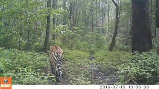 camera trap 16 07 16