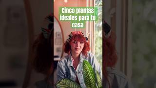 Cinco plantas para REFRESCAR  tu hogar #plantas #hogar #decoraciondeinteriores #shorts #casa