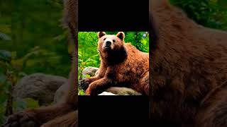 BEAR 🐻 |  Cute Bear Sound Wild Animals #shorts #wildlife #bear