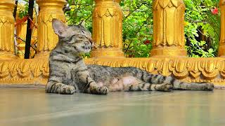 Very good mom cat in the pagoda she is so smart