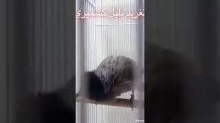 غناء البلبل الكشميري