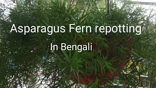 How to repot propagate and care Asparagus Fern in Bengali.