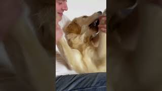 The Secret Trick to Keep Your Golden Retriever Entertained! 😂