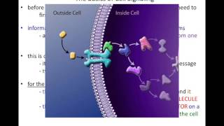 Lecture 18 - Cell Communication