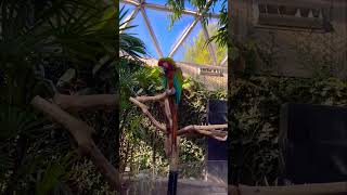 Macaw 🦜parrot  says “HELLO”&Dance #angrybird# subscribetomychannel# support