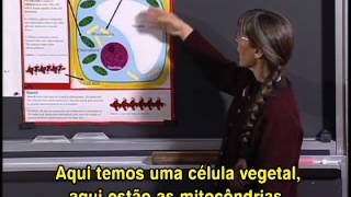 BLOSSOMS - Roots, Shoots, and Wood with Kathleen Vandiver (Portuguese Subtitles)