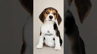 Top 5 Best Family Dog Breeds #shorts