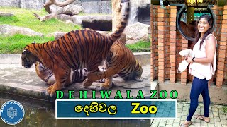 Dehiwala Zoo Animals | Dehiwala Zoological Gardens Sri Lanka 🇱🇰🦘🦖 | Amy's Journey | Travel Vlogs