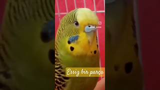 eşsiz bir parça  #budgies #muhabbetkuşu #youtubeshorts #shorts #love #keşfet #love