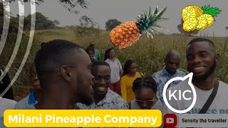 Milani pineapple 🍍 Ltd: KIC Agritech Classic Market Research Tour Day 2