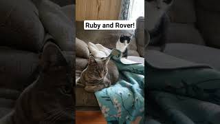 Ruby-Ri and Rover chilling on the couch #rubyri #cat #goober #catlover