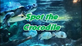 Spot the Crocodile#Newquay#Blue Reef Aquarium