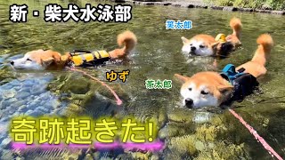 【神回】柴犬監視員さんは水嫌いだとばかり思っていたらまさかの新・柴犬水泳部爆誕！