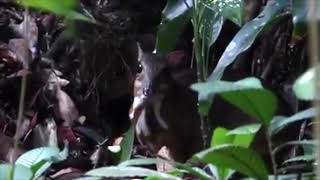 Lesser Mousedeer at Central Catchment Nature Reserve by Ong Ei Leen